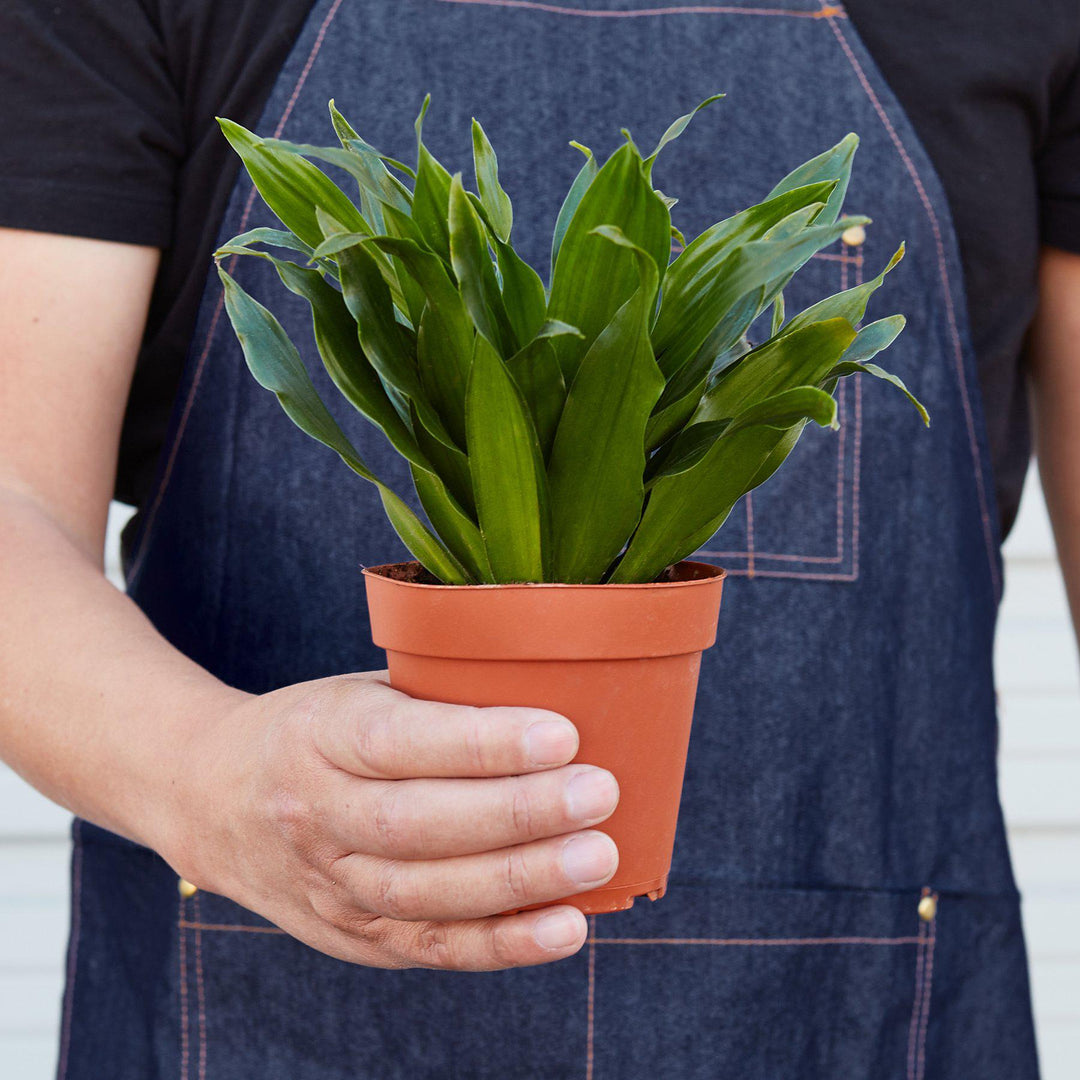 Dracaena &