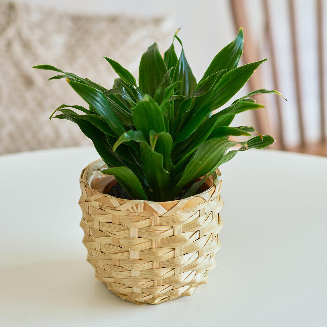 Dracaena &