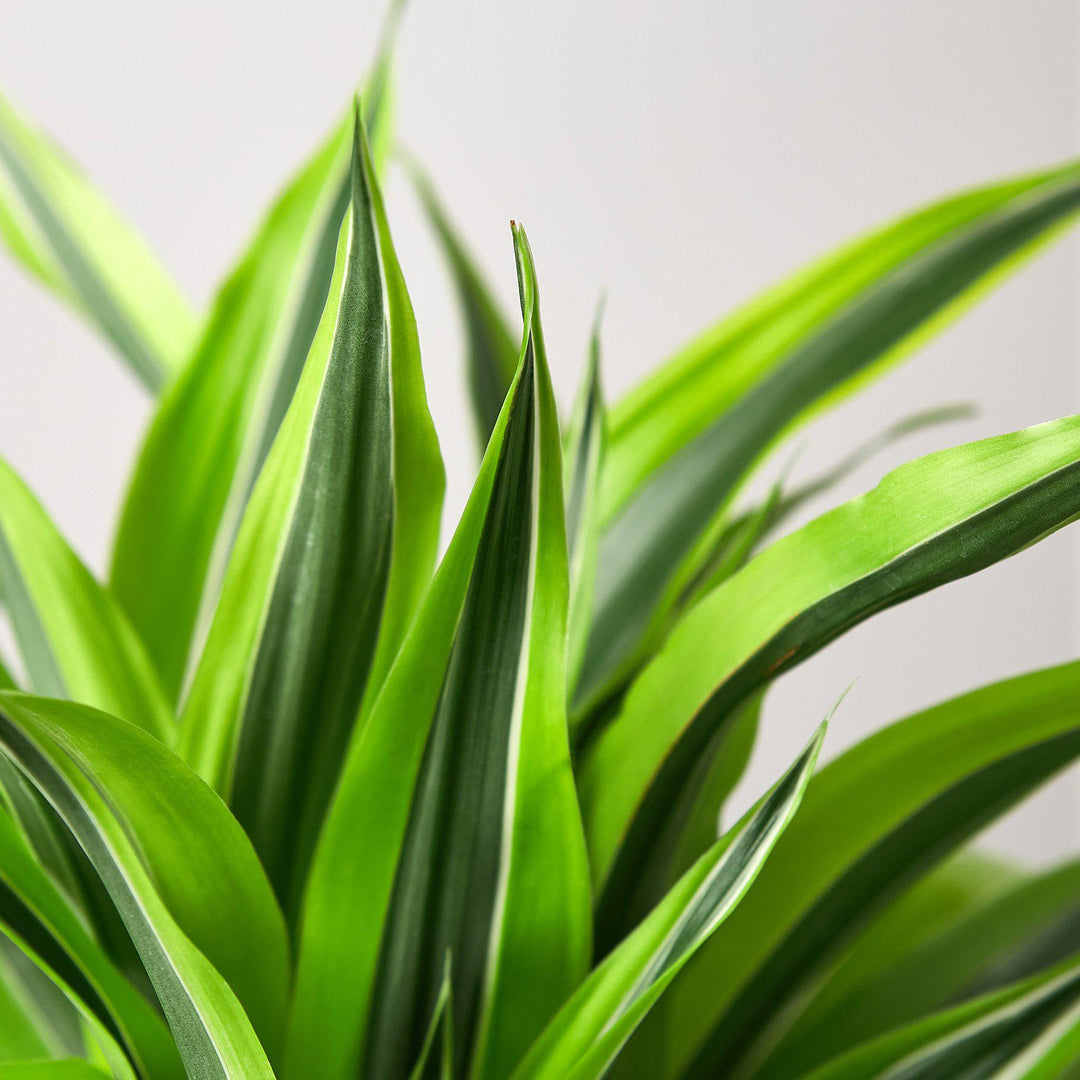Dracaena &