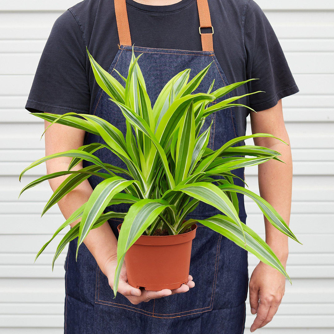 Dracaena &