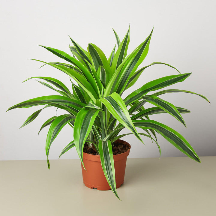 Dracaena &