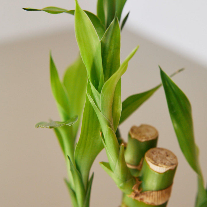 Dracaena &