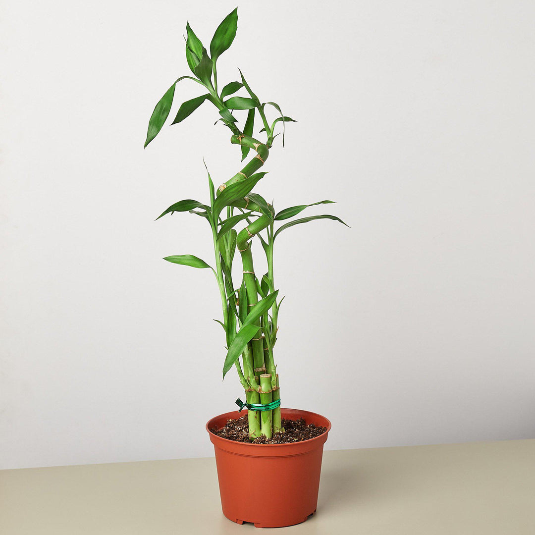 Dracaena &
