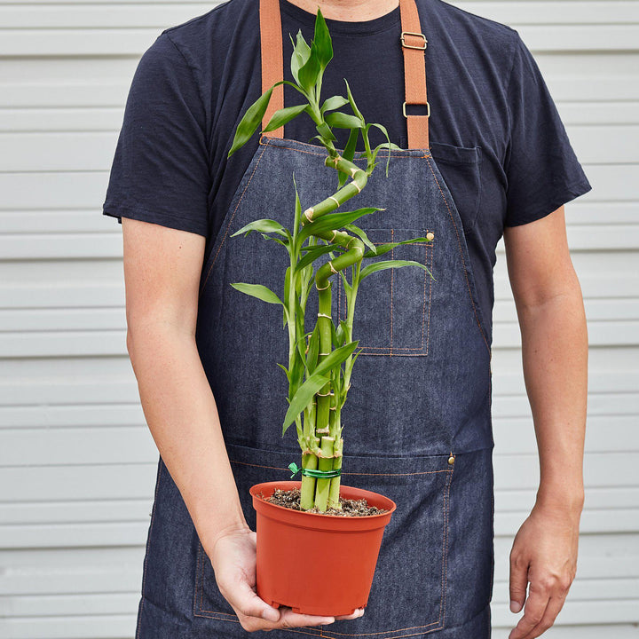 Dracaena &