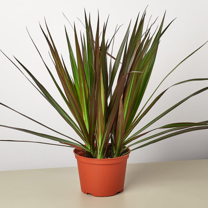 Dracaena &