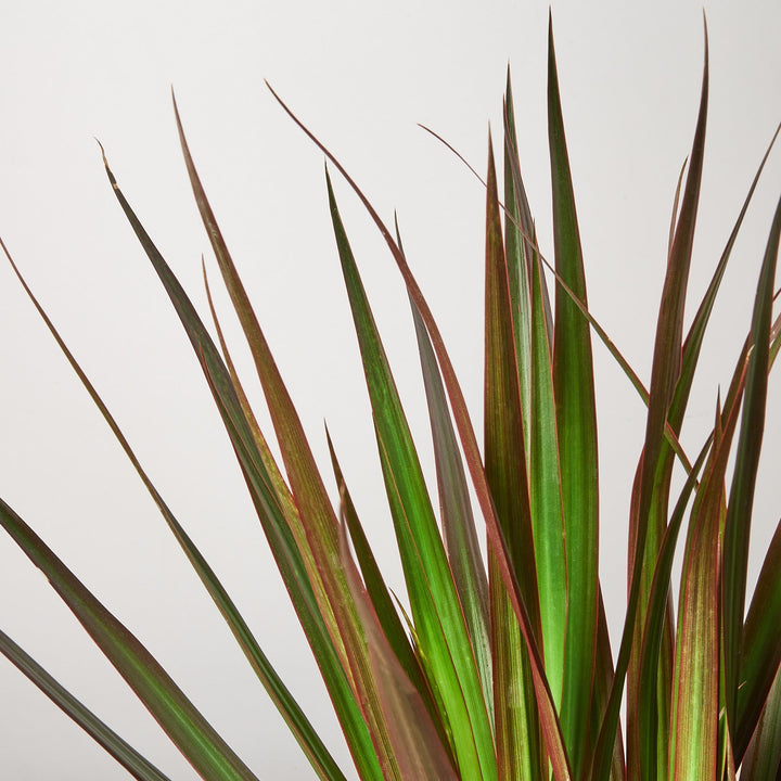 Dracaena &