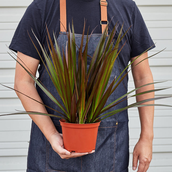 Dracaena &