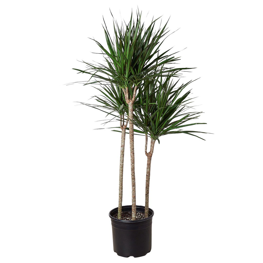 Dracaena &