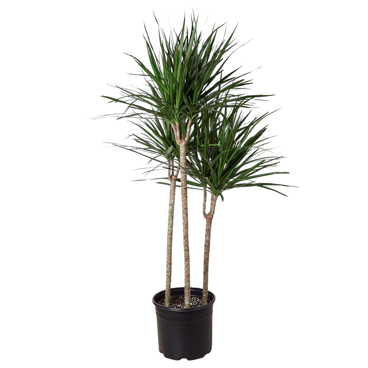 Dracaena &