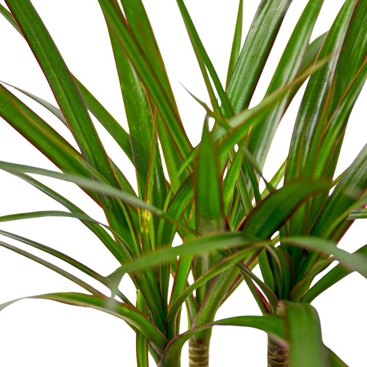 Dracaena &
