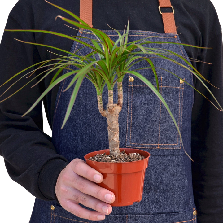 Dracaena &