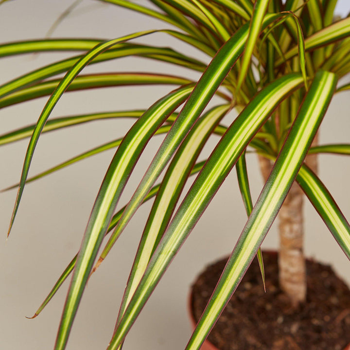 Dracaena Marginata &