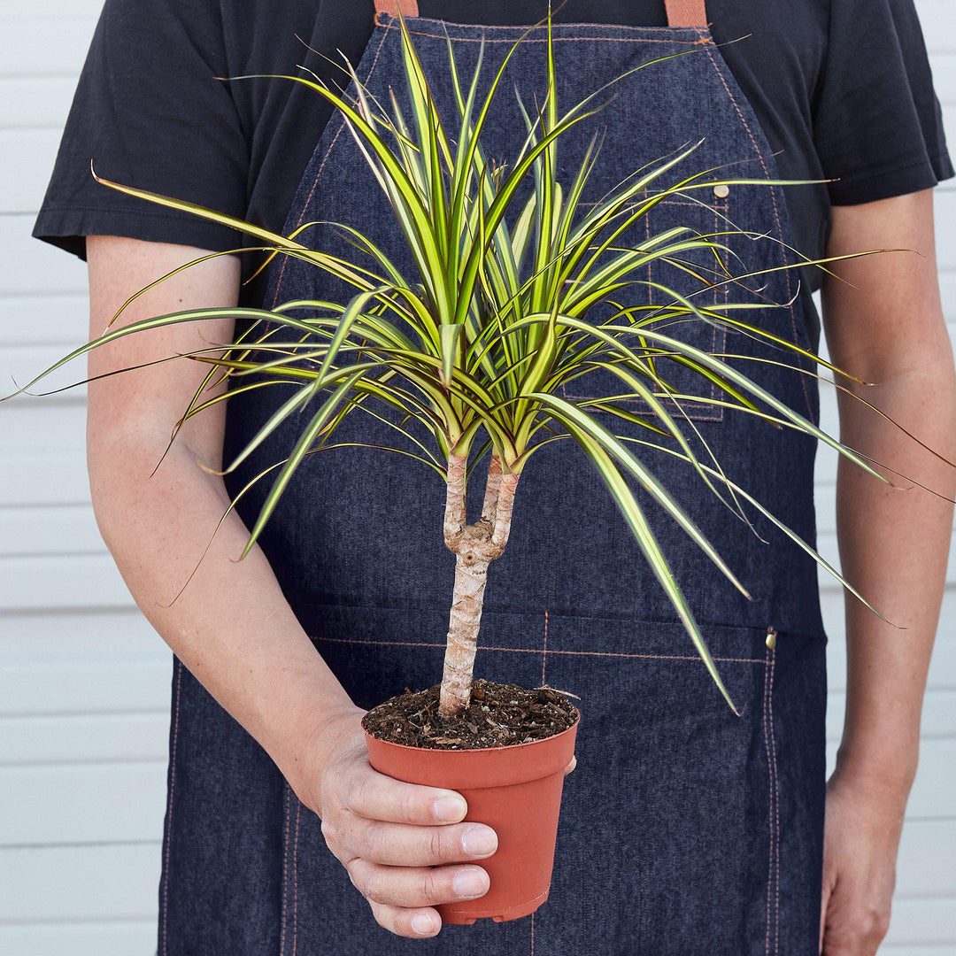 Dracaena Marginata &