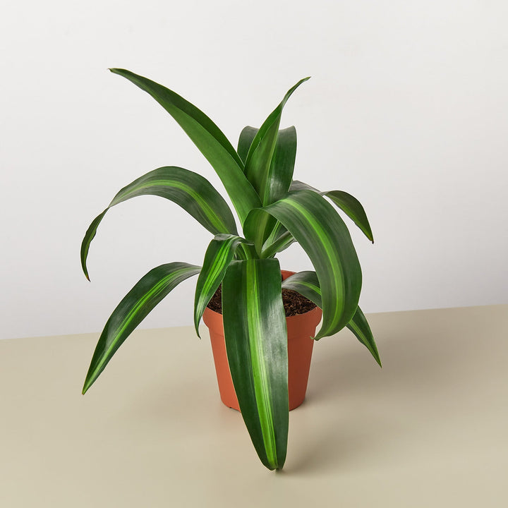 Dracaena &