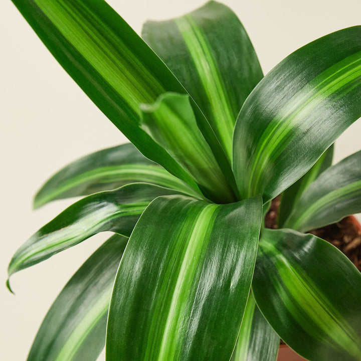 Dracaena &