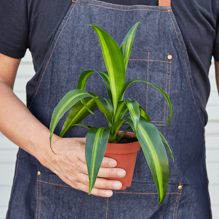 Dracaena &