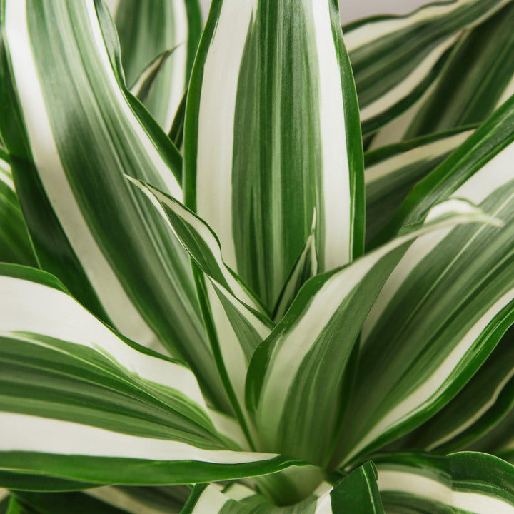 Dracaena Warneckii &