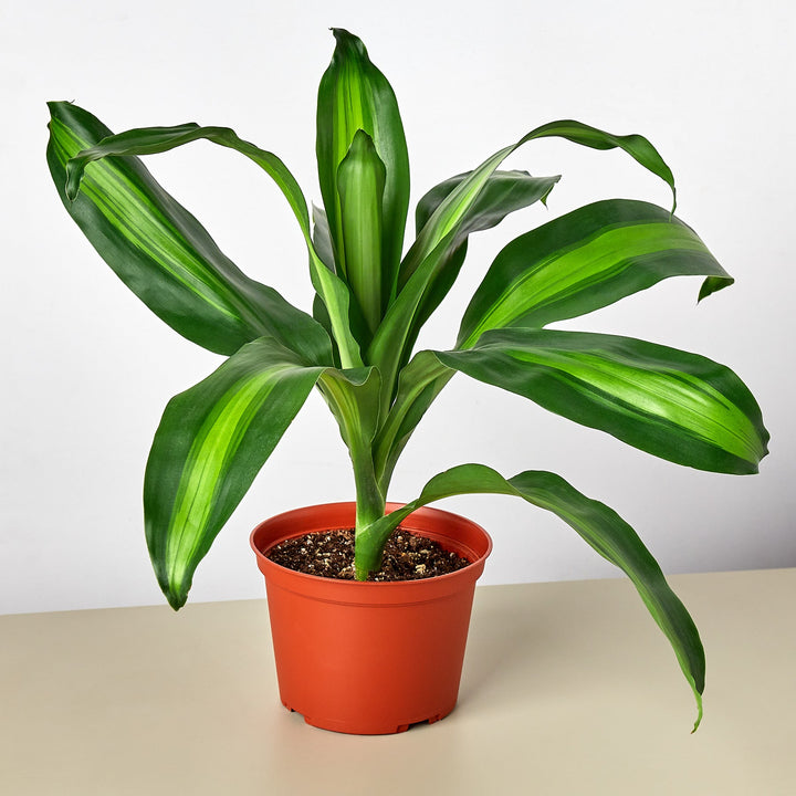 Dracaena &