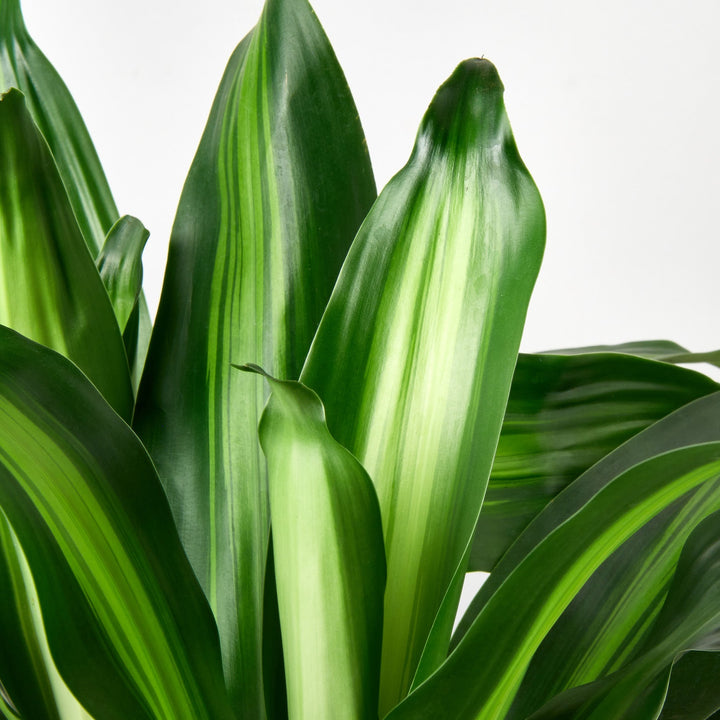 Dracaena &