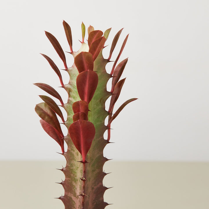 Succulent Euphorbia &