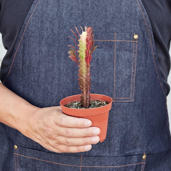 Succulent Euphorbia &