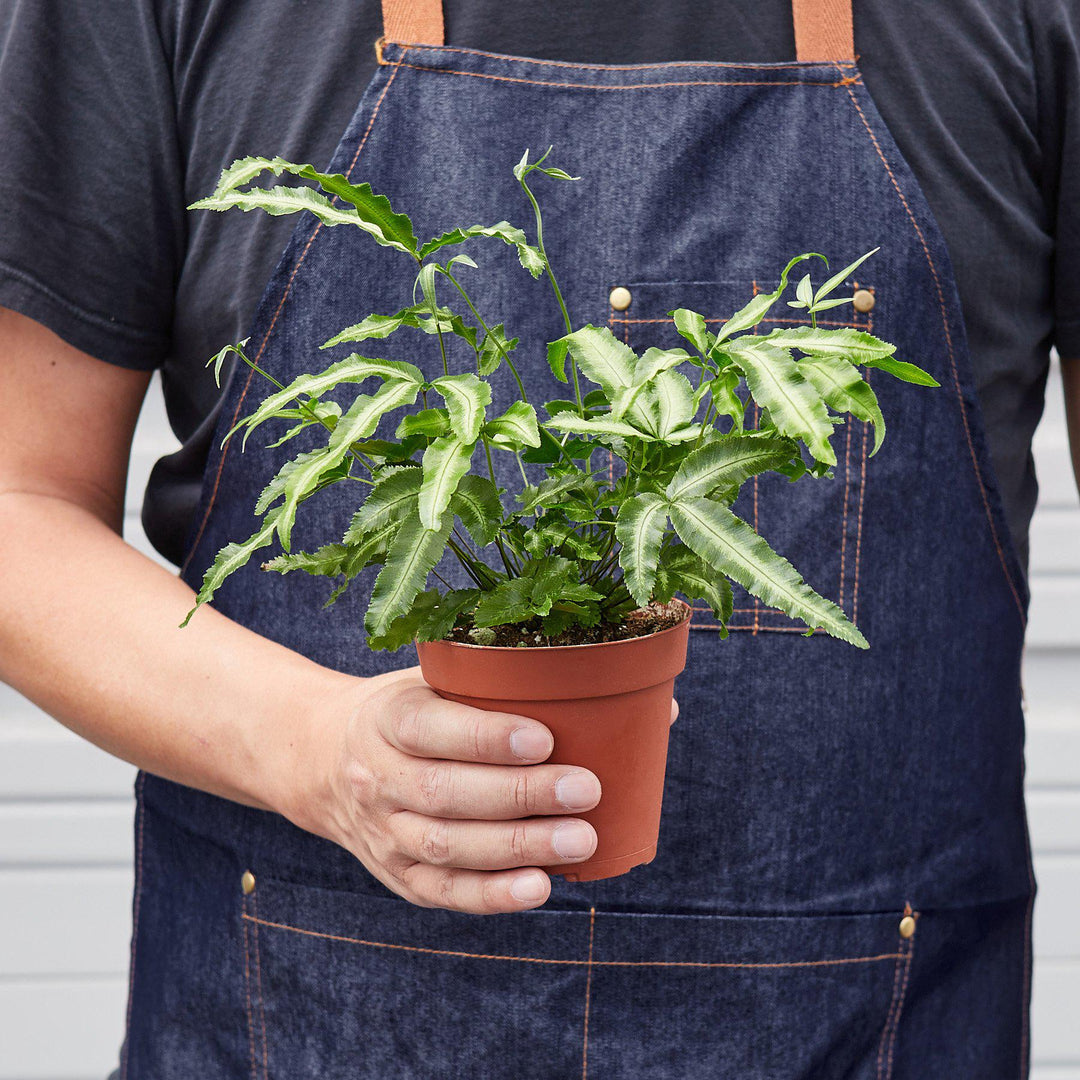 Pteris Cretica &