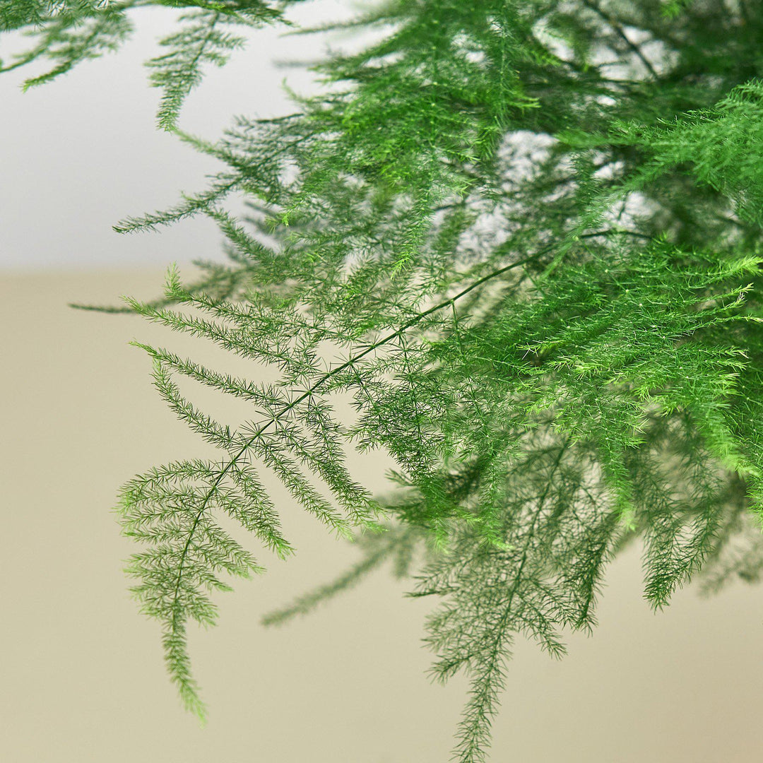 Fern &