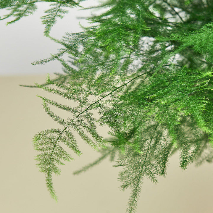 Fern &
