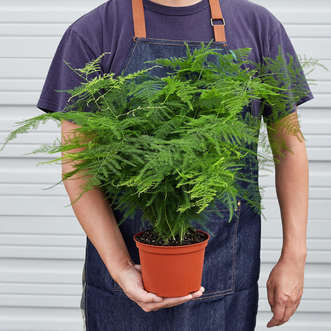 Fern &
