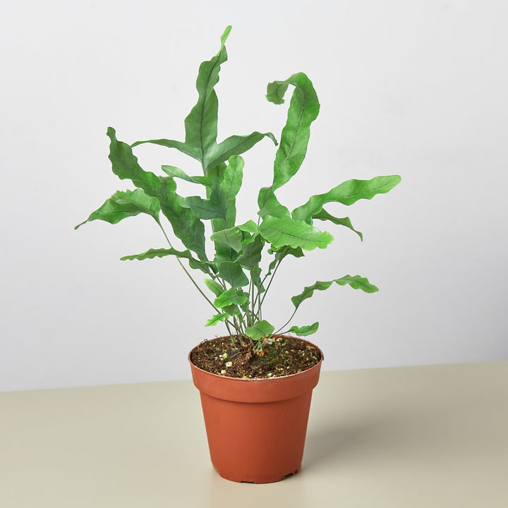 Fern &