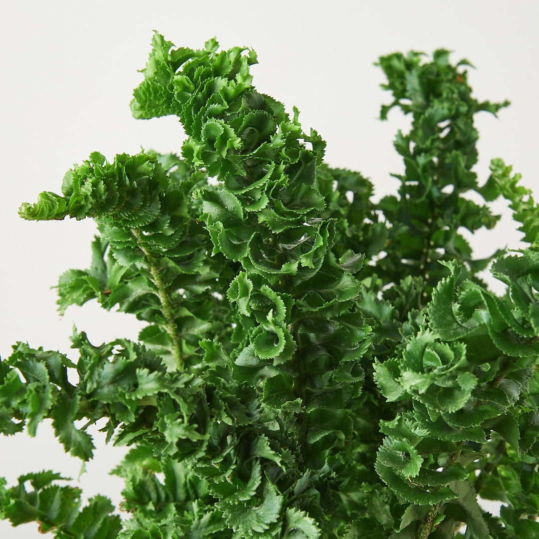Fern &