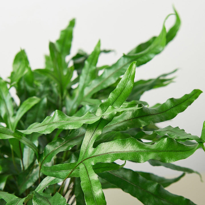 Fern &