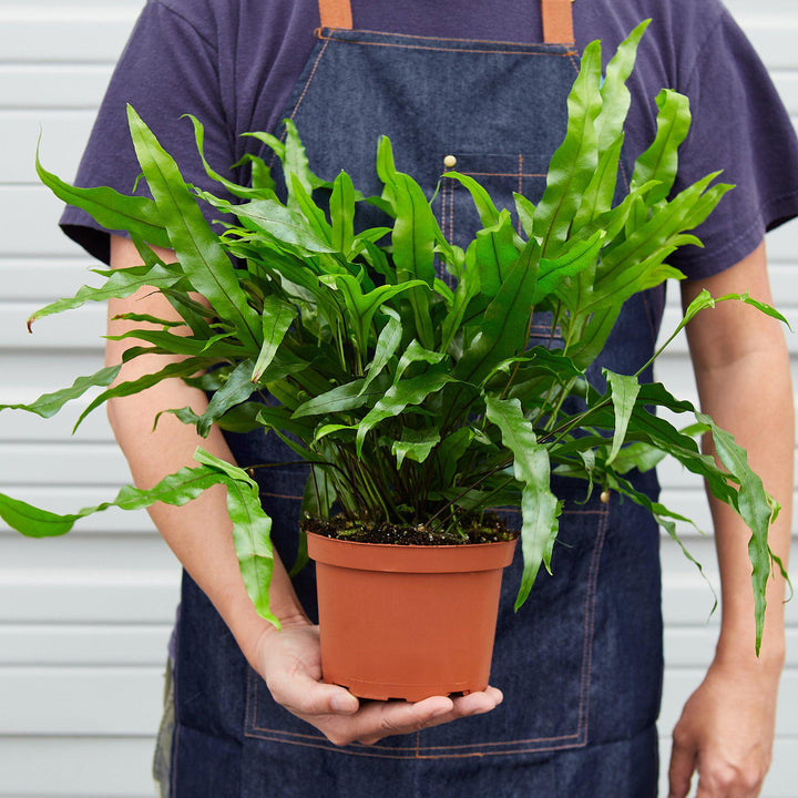 Fern &