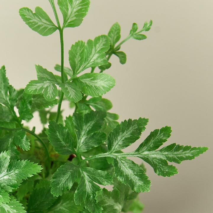 Fern &