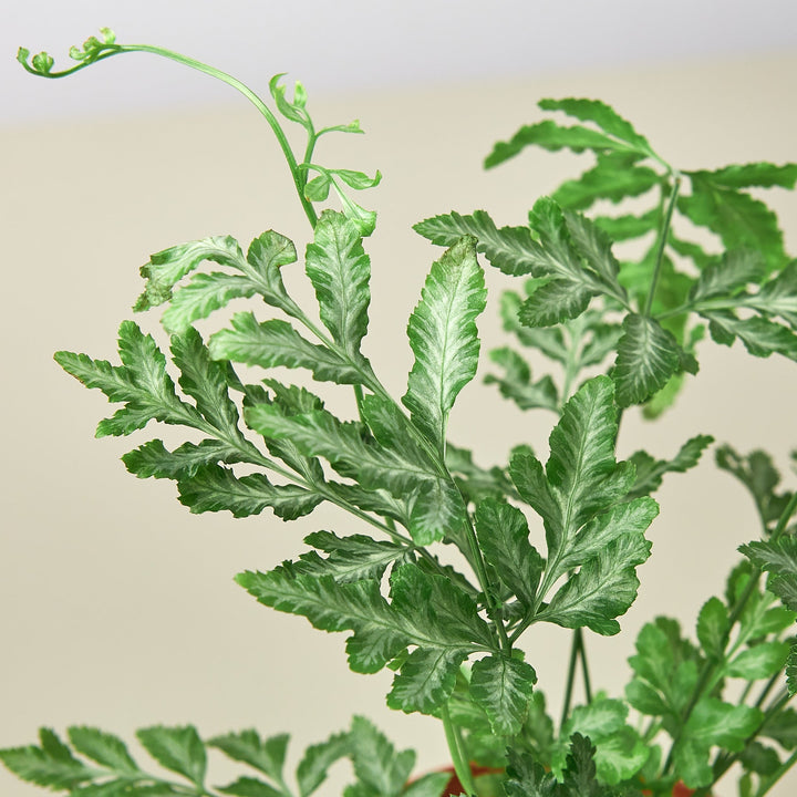 Fern &