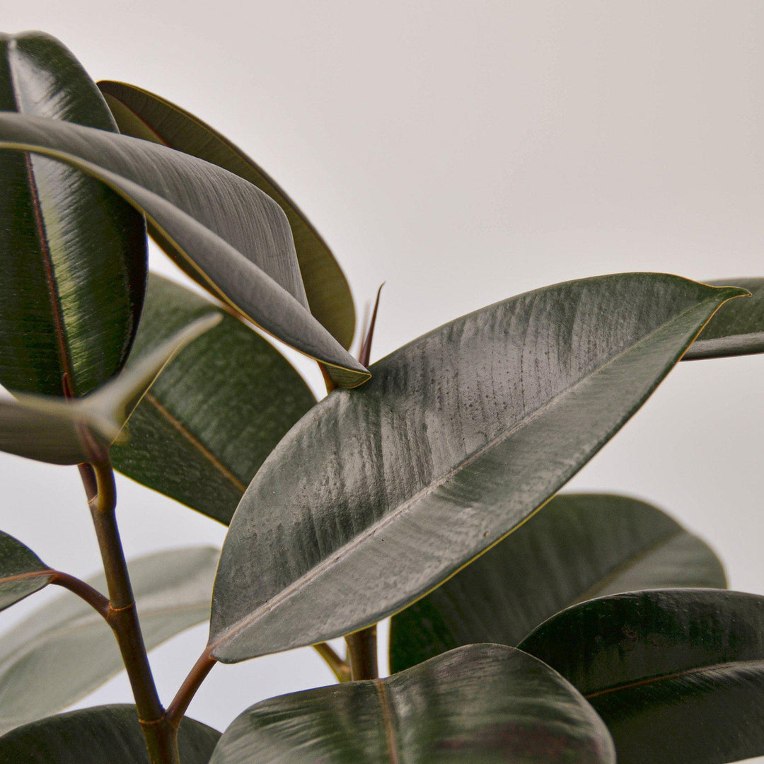 Ficus Elastica &