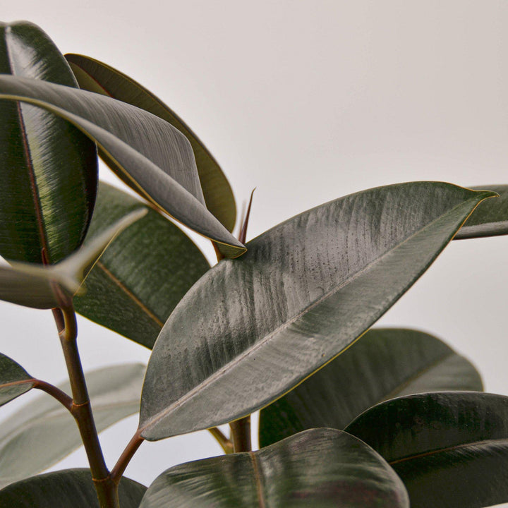 Ficus Elastica &