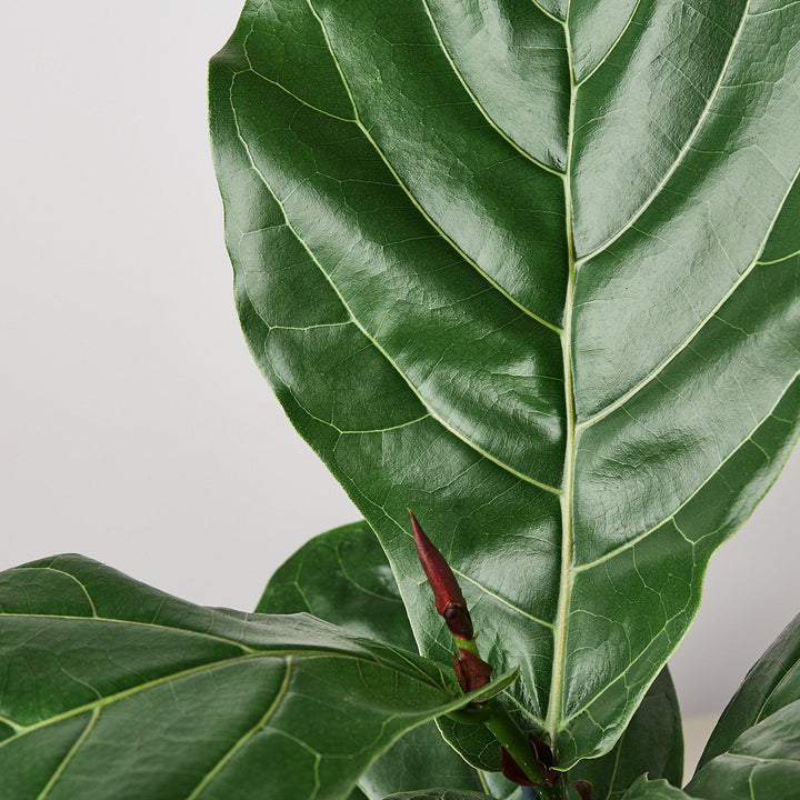 Ficus Lyrata &