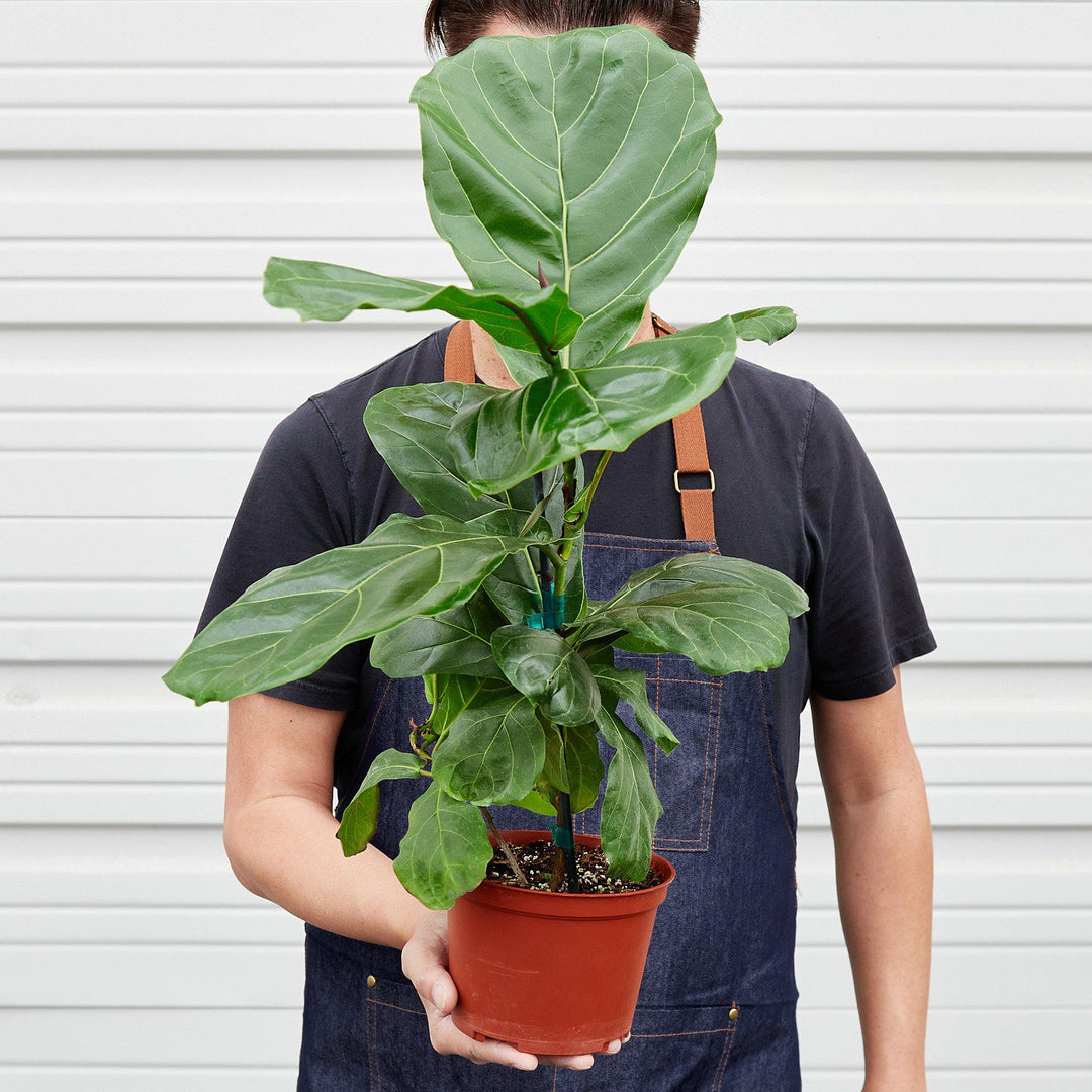 Ficus Lyrata &