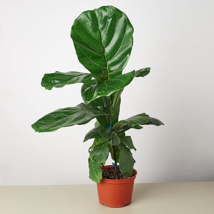 Ficus Lyrata &