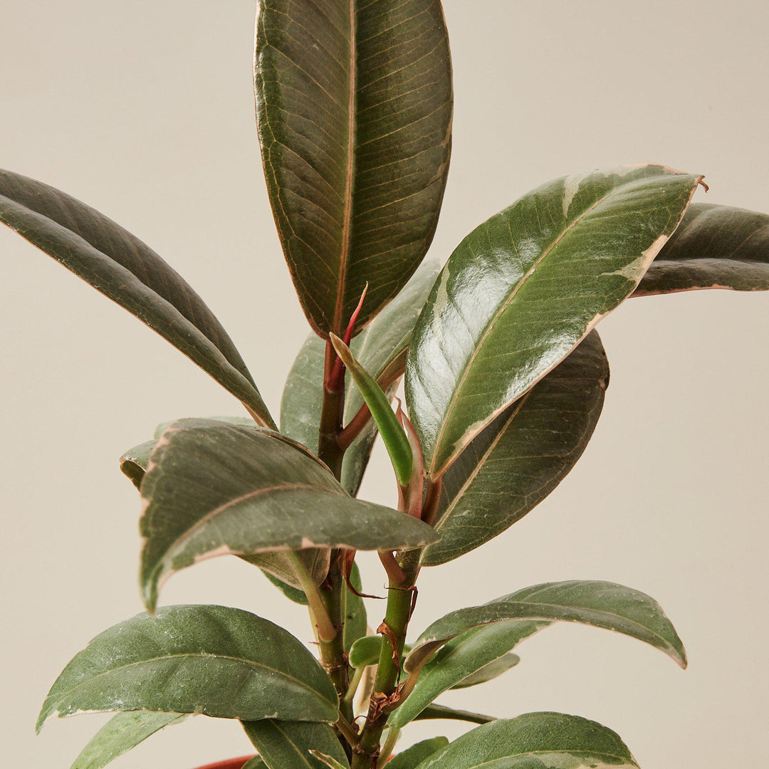 Ficus Elastica &