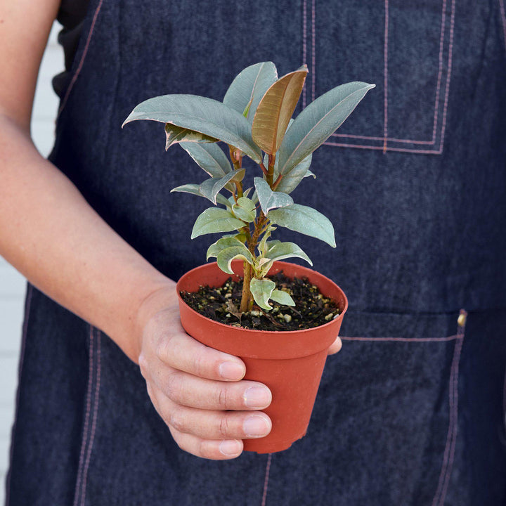 Ficus Elastica &