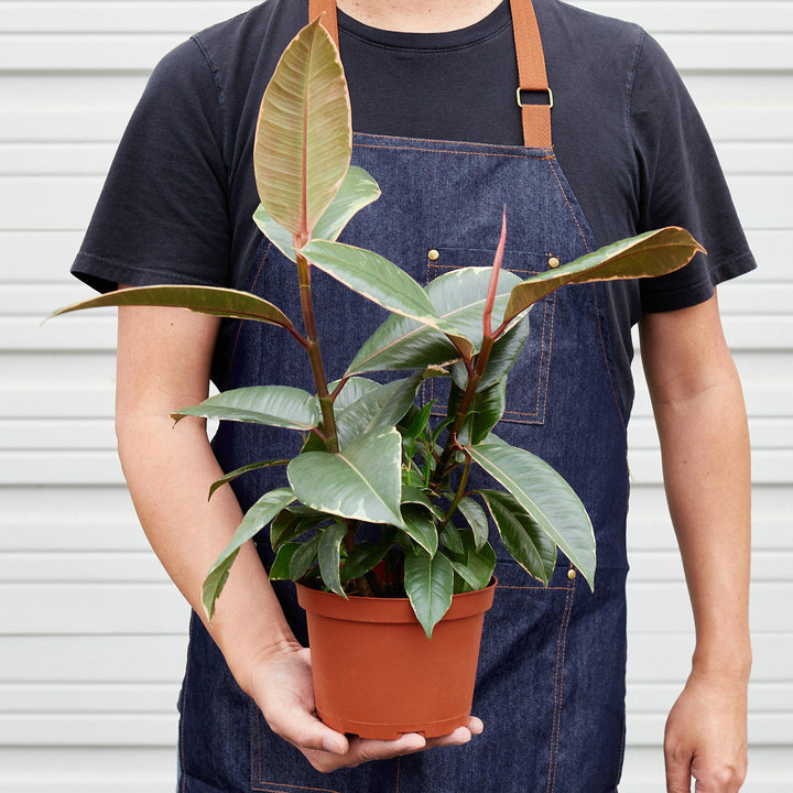 Ficus Elastica &