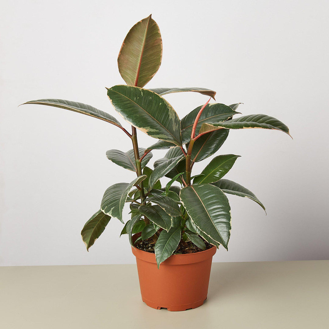 Ficus Elastica &