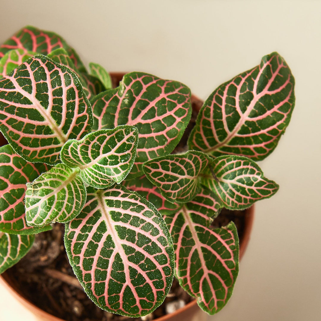 Fittonia &