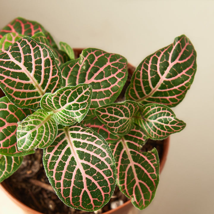 Fittonia &