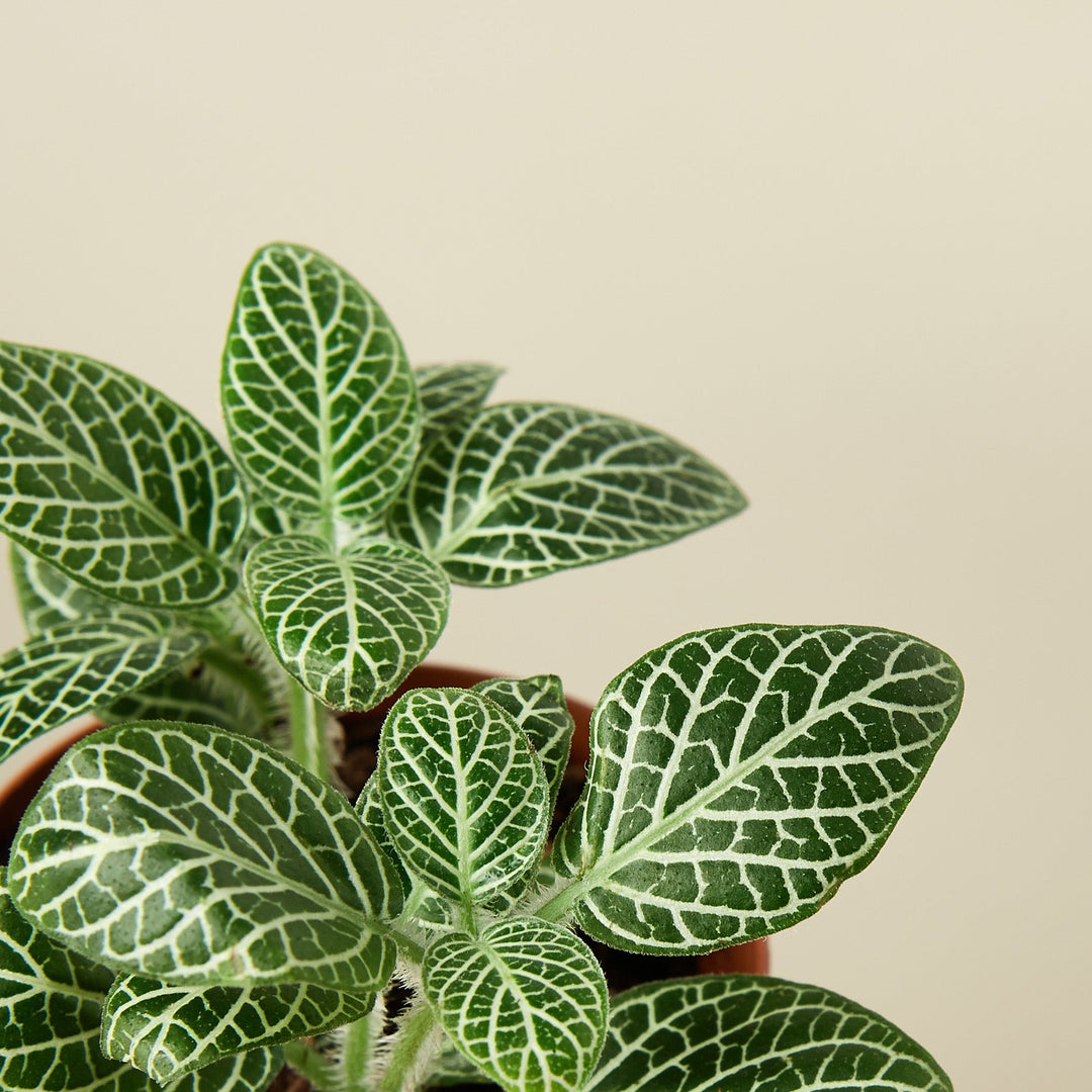 Fittonia &