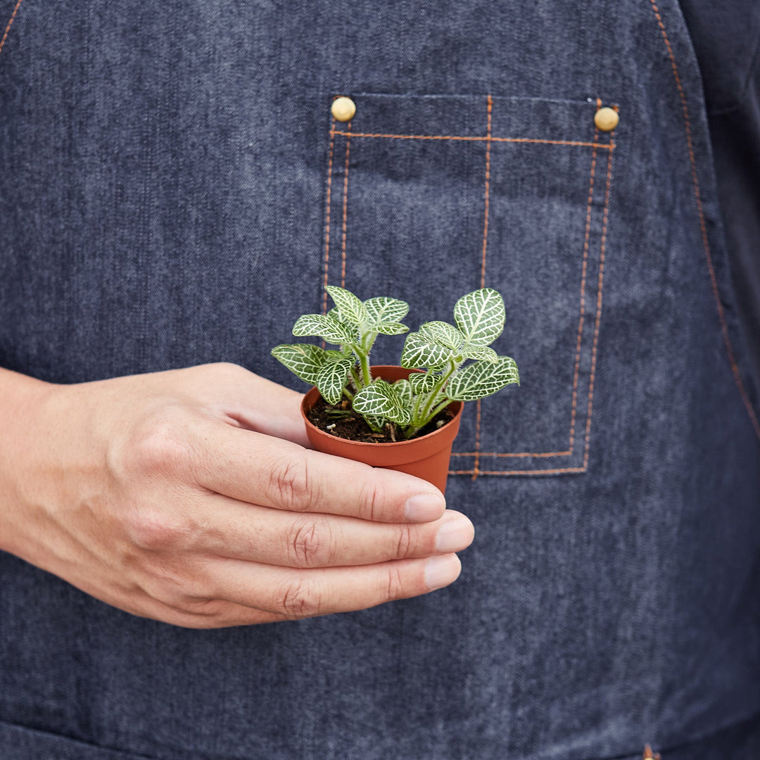 Fittonia &