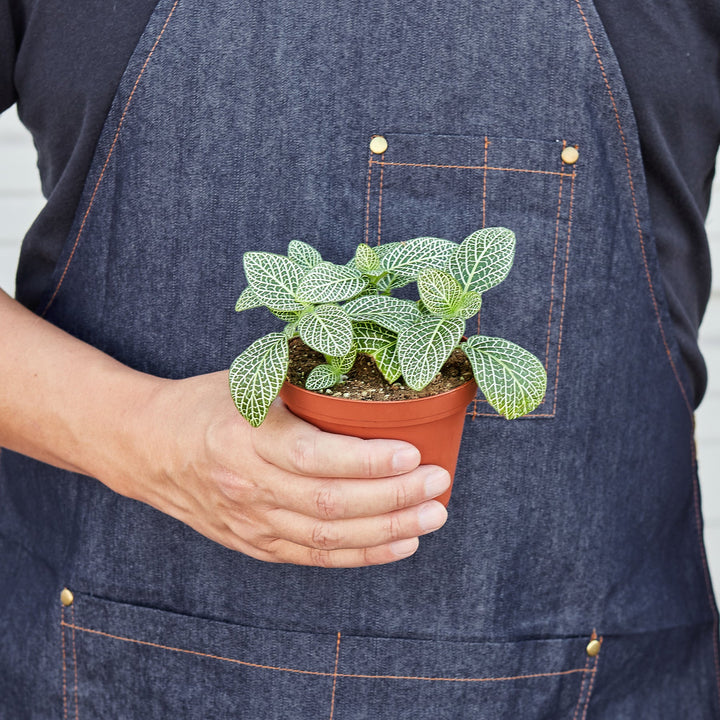 Fittonia &