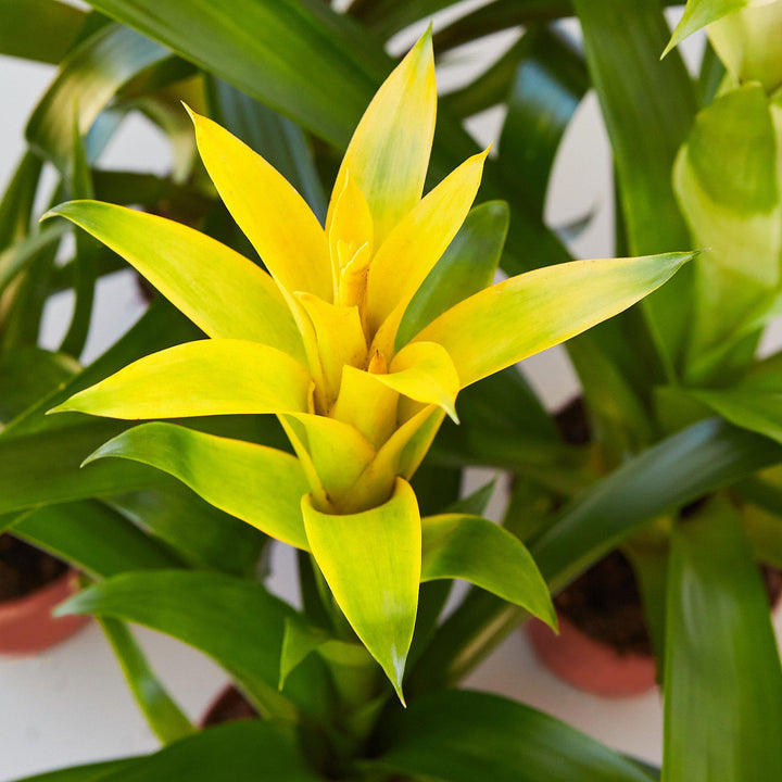 Bromeliad Guzmania &